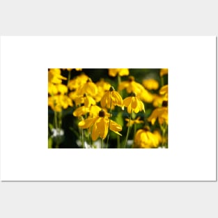 Flowering yellow coneflower Posters and Art